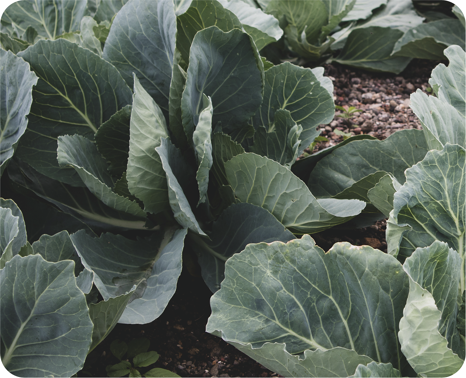 Metabolic Market Farm